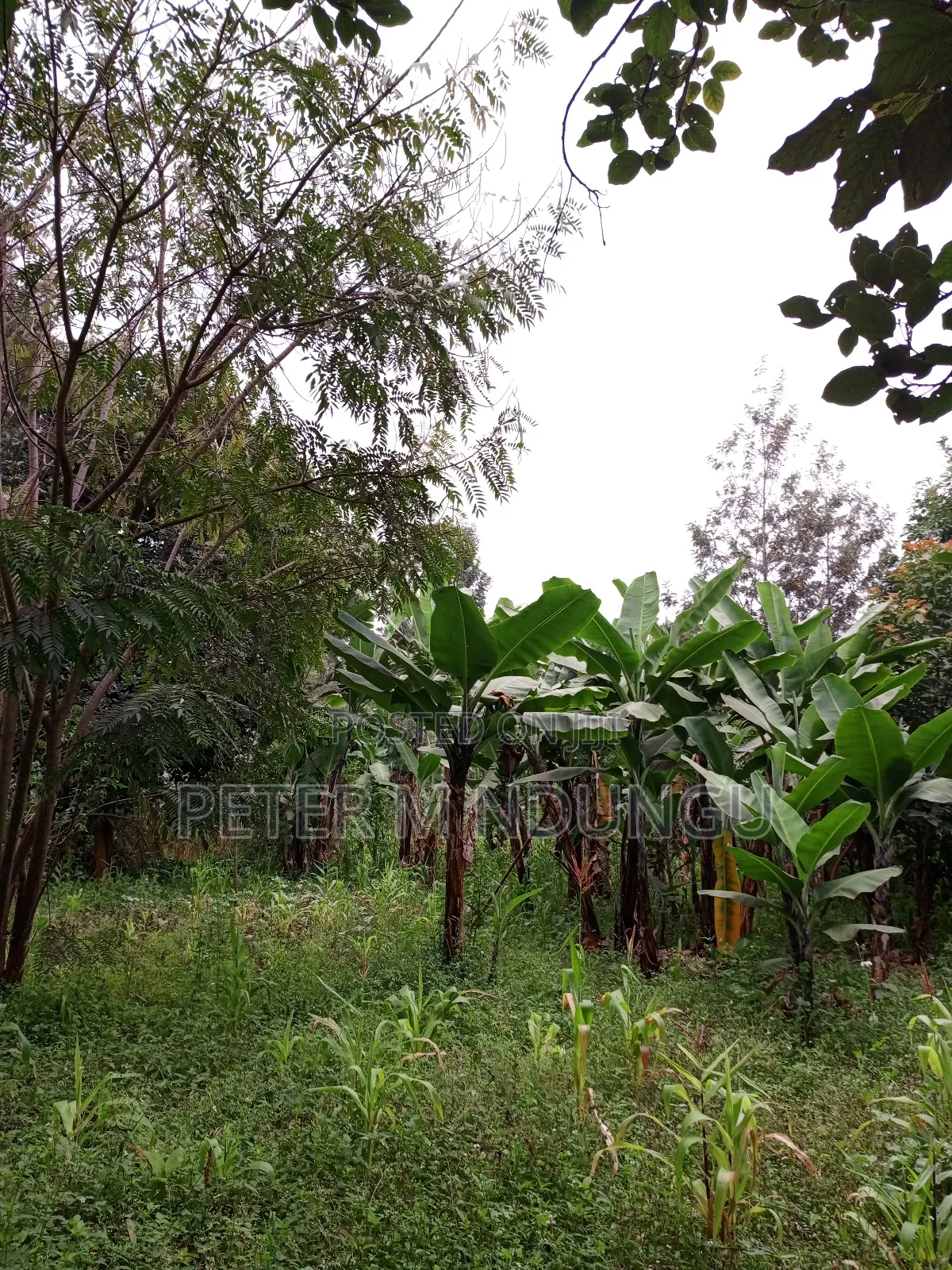 Prime Land on Sale 1/4 Acre Ruaka
