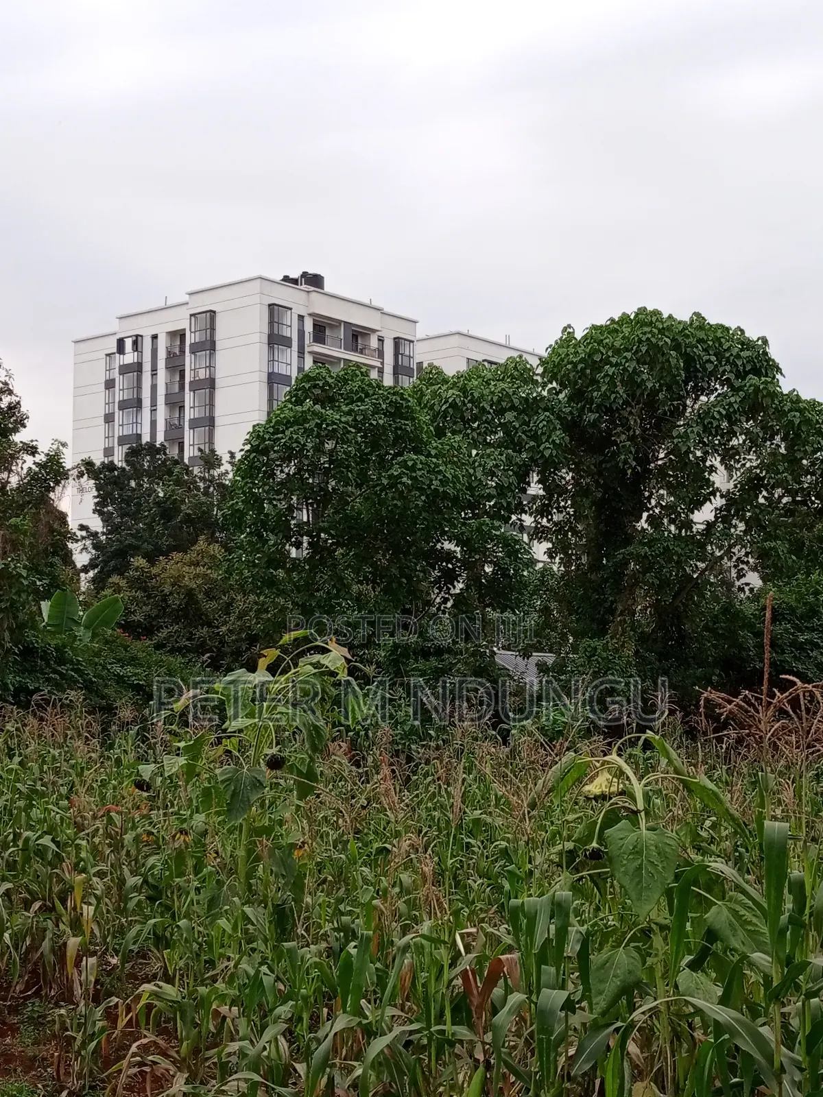 Prime Land on Sale 1/4 Acre Ruaka