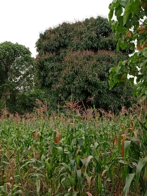 Prime Land on Sale 1/4 Acre Ruaka