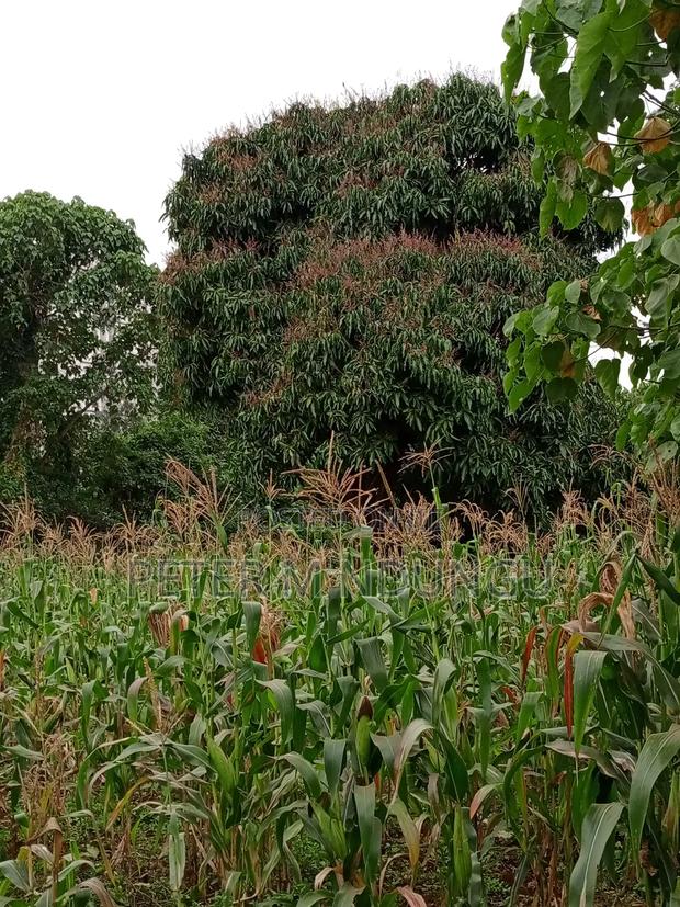 Prime Land on Sale 1/4 Acre Ruaka - thumbnail 5