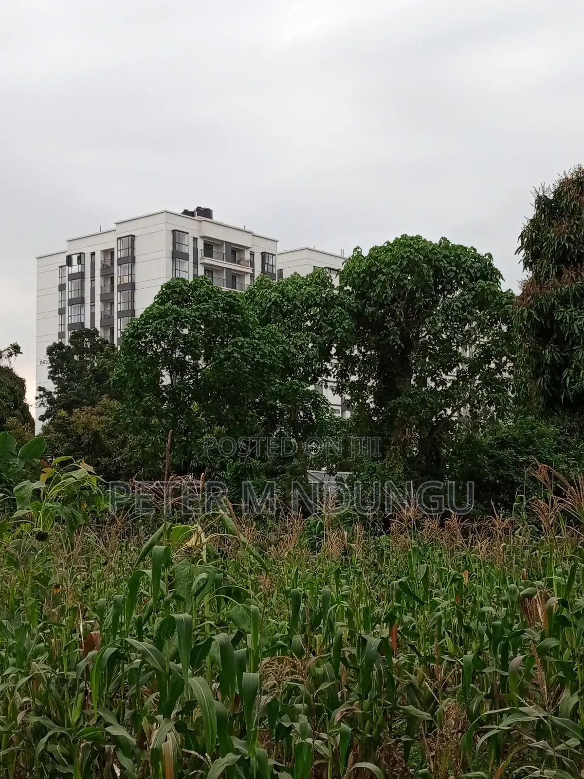 Prime Land on Sale 1/4 Acre Ruaka