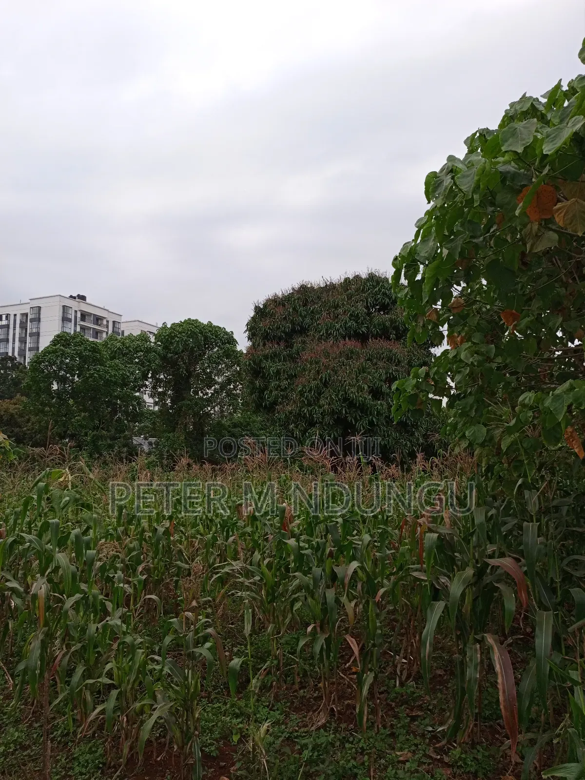 Prime Land on Sale 1/4 Acre Ruaka