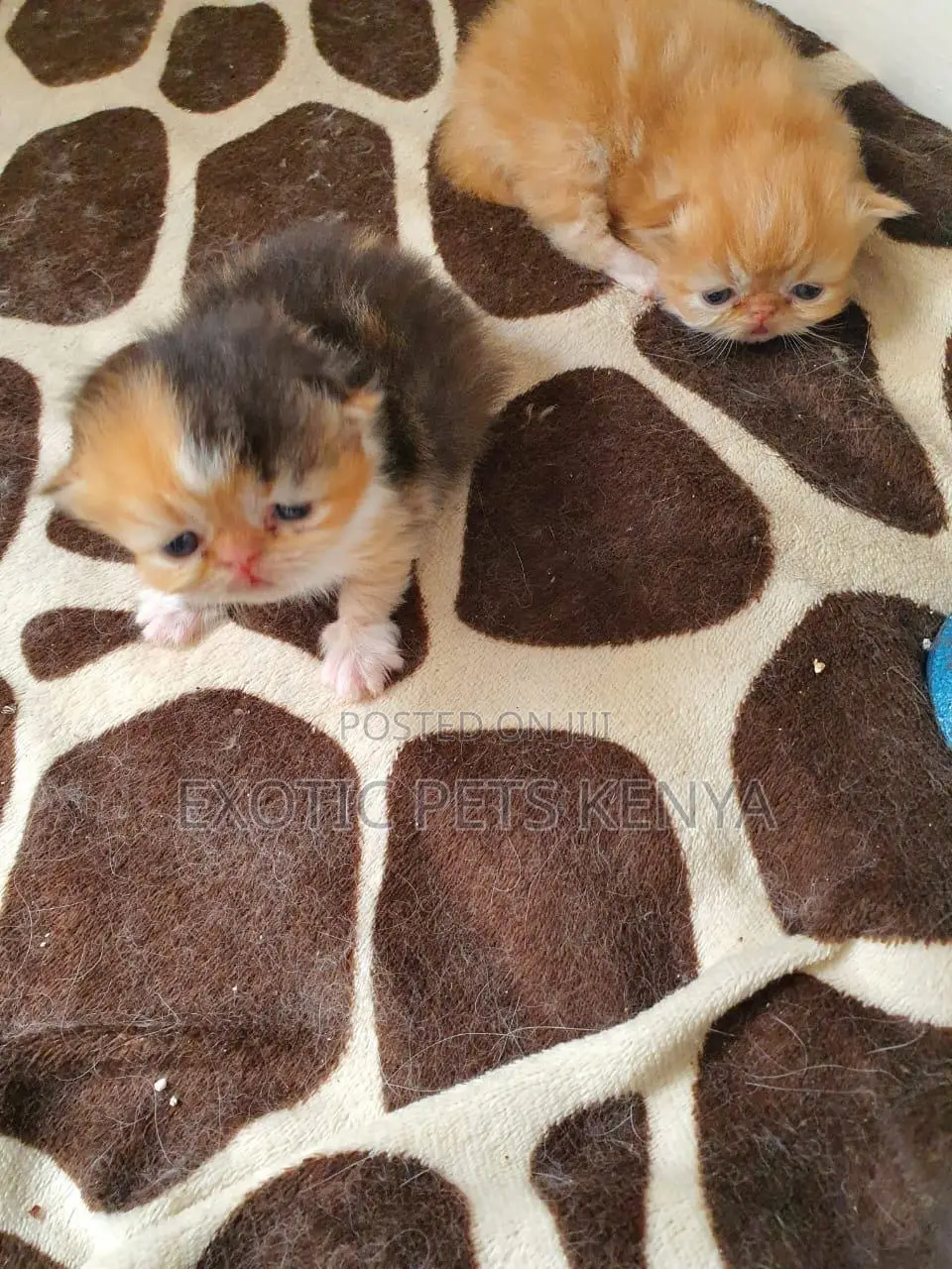 0-1 month Male Purebred Persian