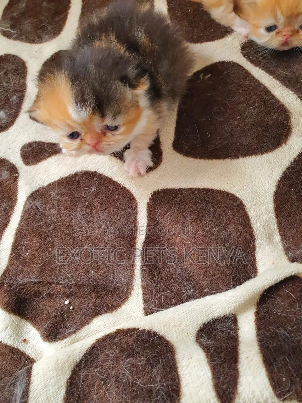 0-1 month Male Purebred Persian