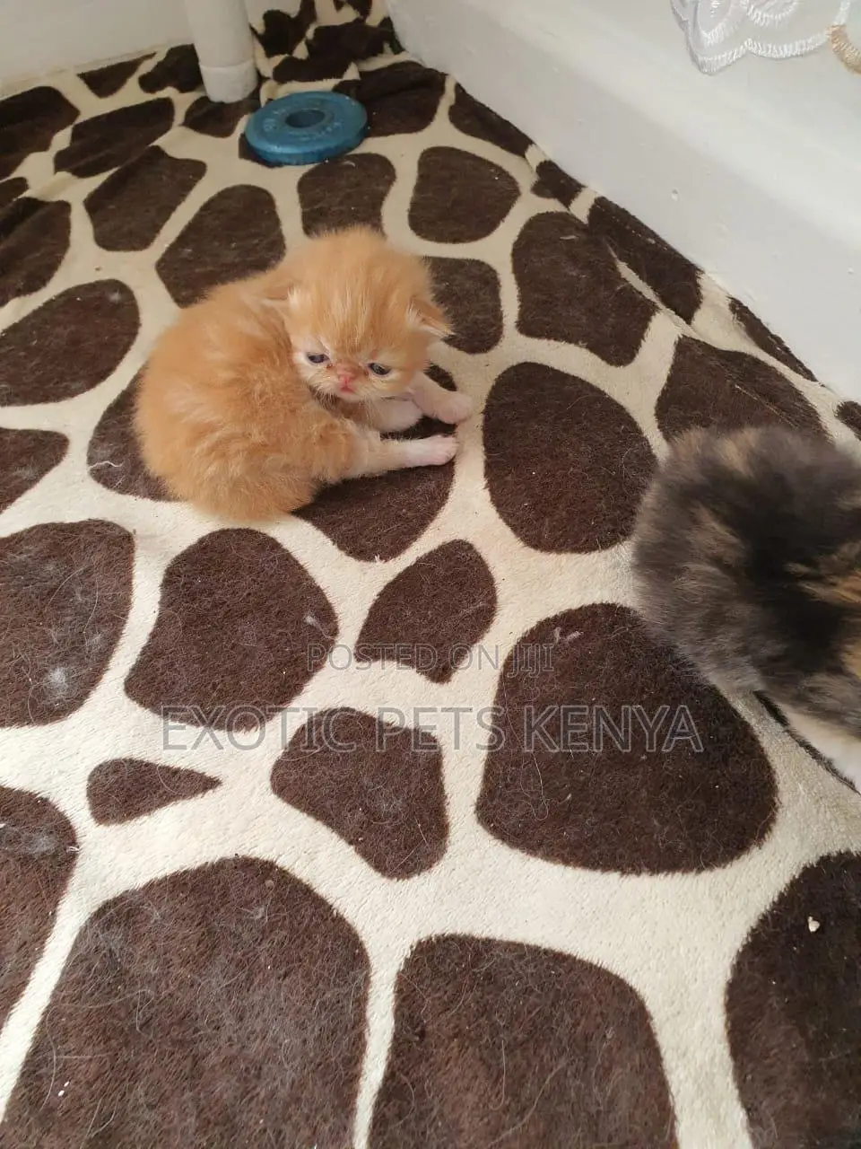 0-1 month Male Purebred Persian