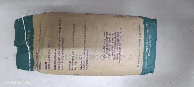 Highland Maize Seeds 6213 2kgs Kenyaseed - thumbnail 4