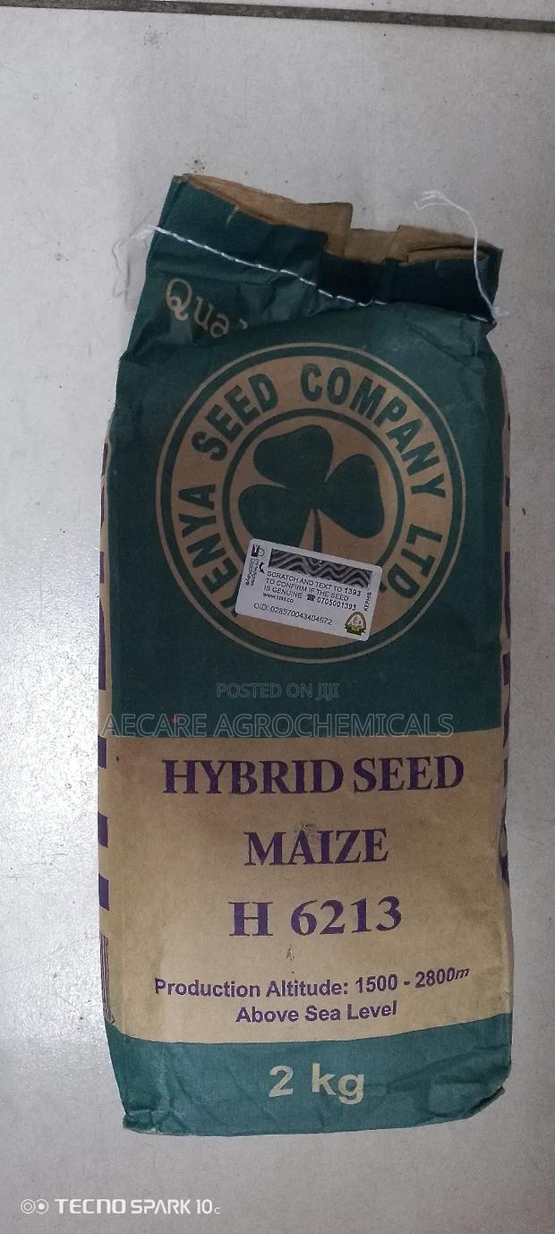 Highland Maize Seeds 6213 2kgs Kenyaseed - thumbnail 3