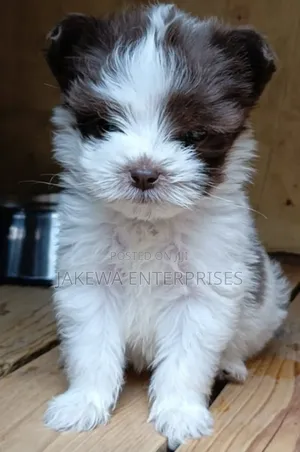 1-3 months Male Purebred Havanese