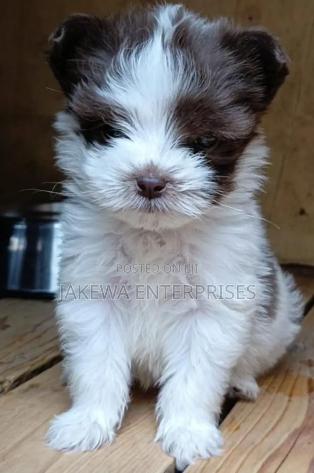 1-3 months Male Purebred Havanese - main view