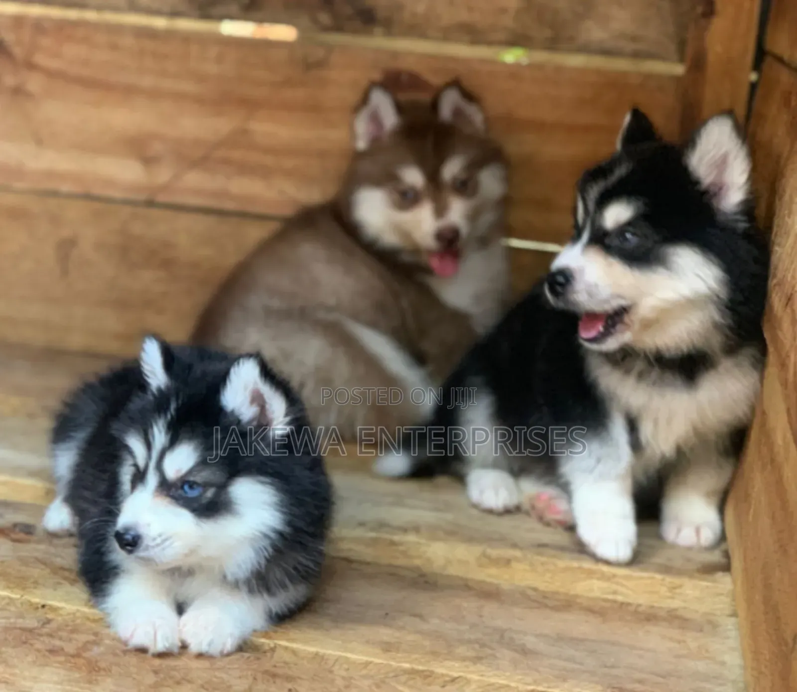 1-3 months Male Purebred Siberian Husky