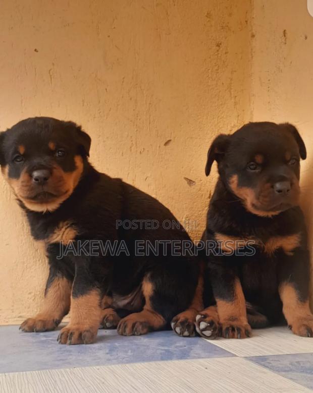 1-3 months Female Purebred Rottweiler
