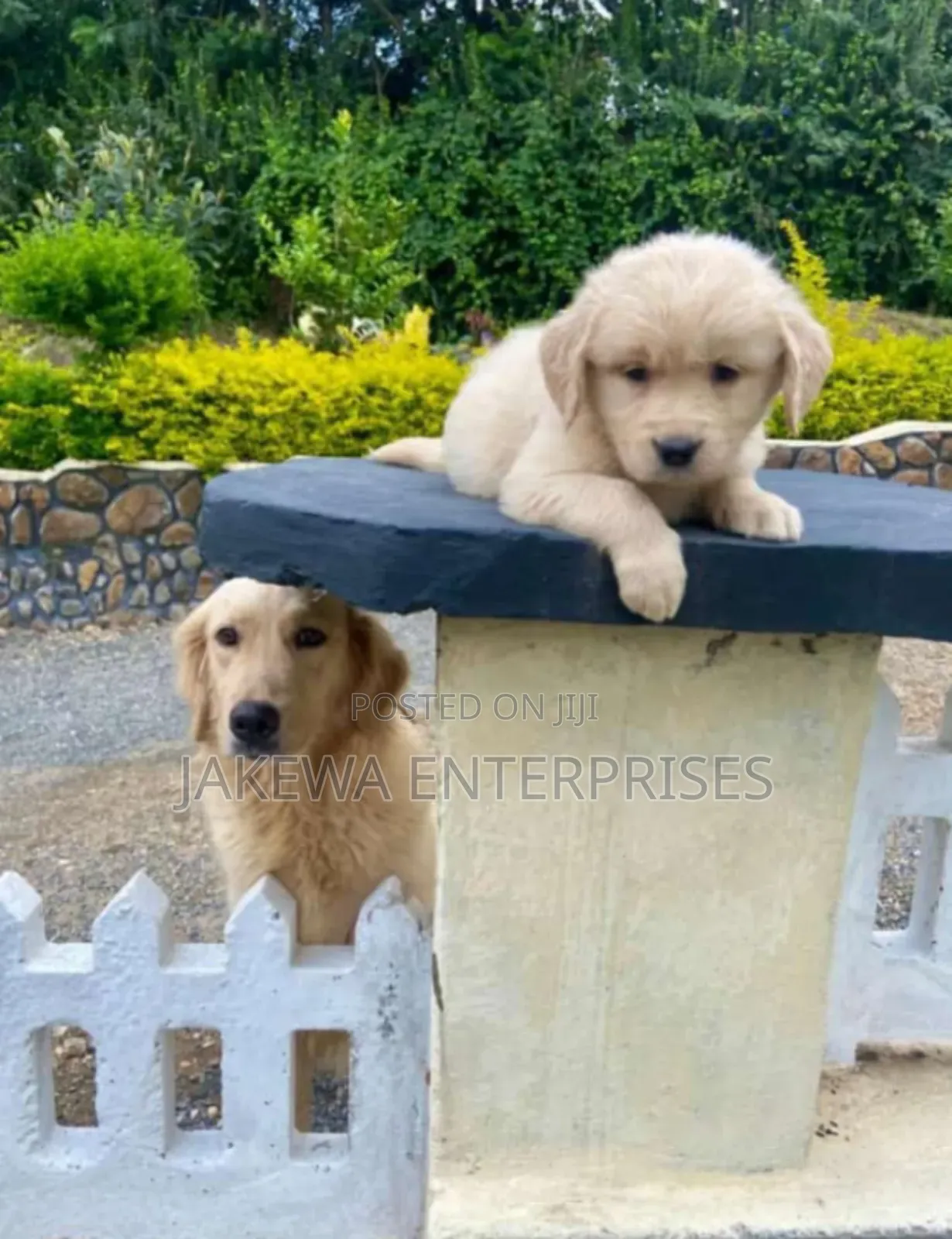 1-3 months Male Purebred Golden Retriever