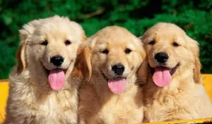 1-3 months Male Purebred Golden Retriever