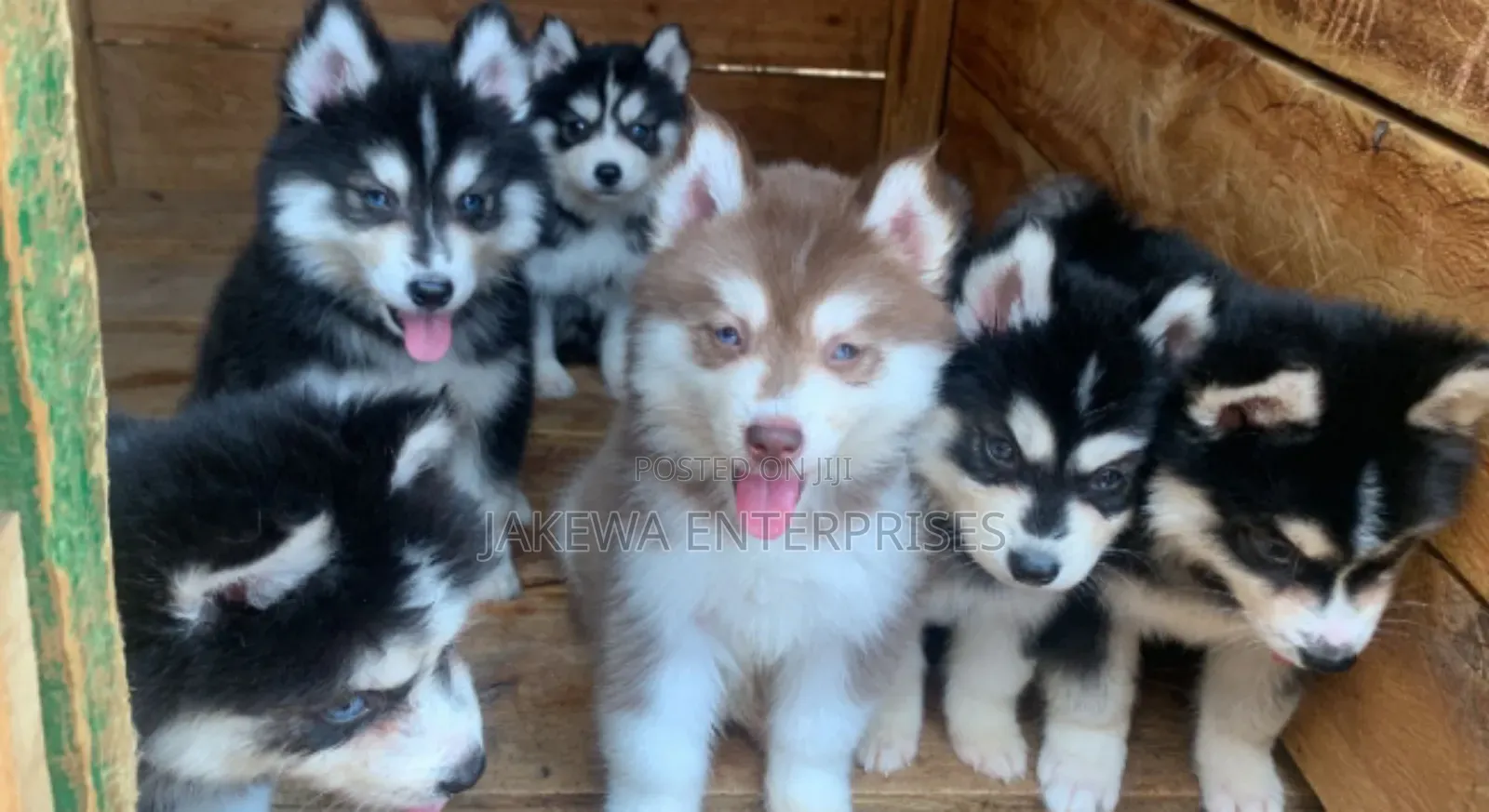 1-3 months Male Purebred Siberian Husky