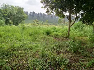 Mixed Use Land