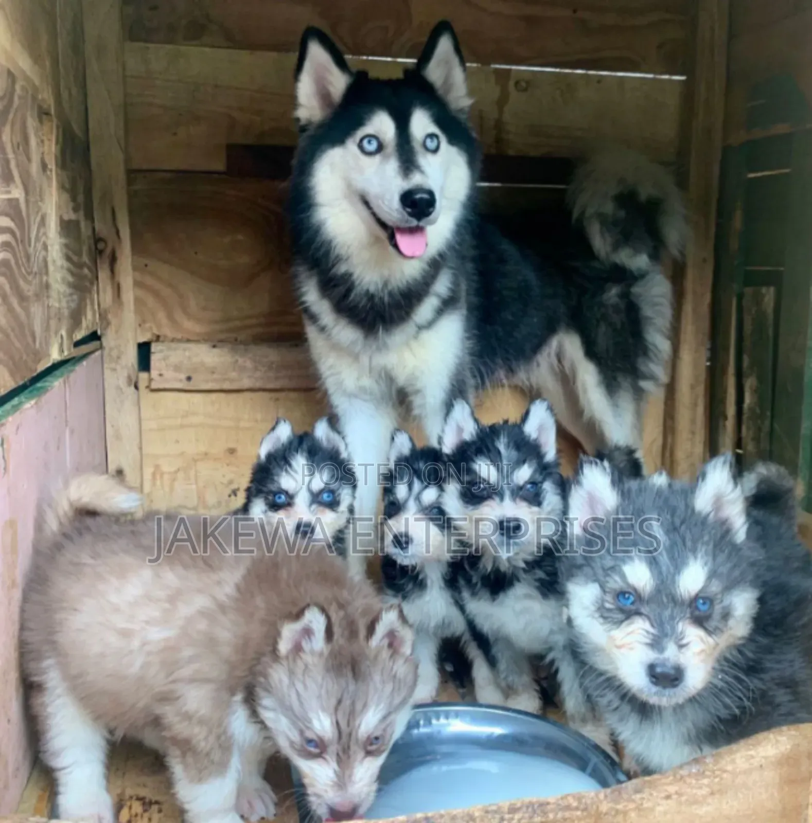 1-3 months Male Purebred Siberian Husky