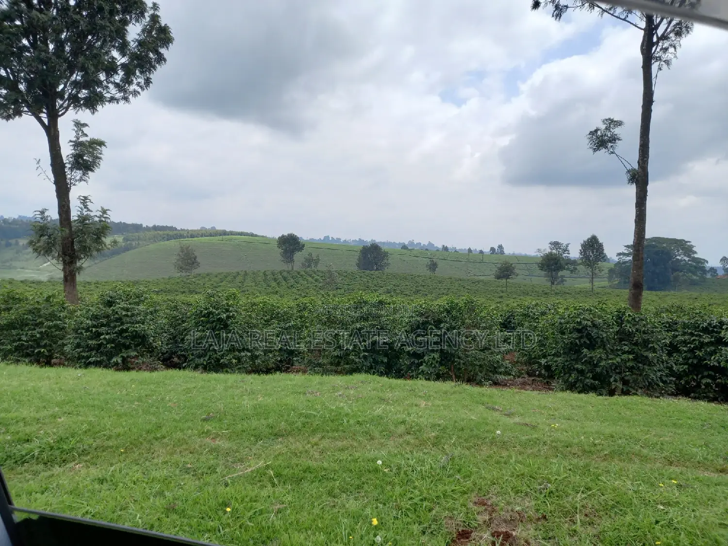 Tigoni 10 Acres With Tea on Sale