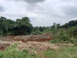 Tigoni 10 Acres With Tea on Sale