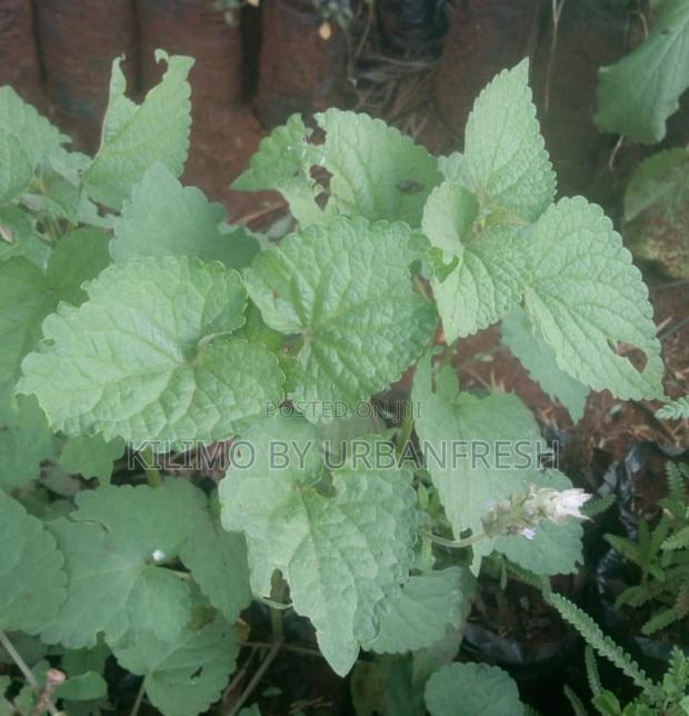 Hyssop Herb Seedling. - main view