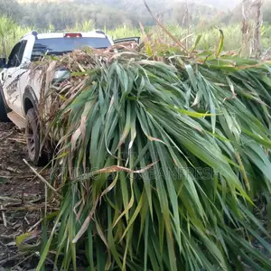 Green Stalk (Not Chopped) (Not Baled) (No Corn) 10 Tonnes