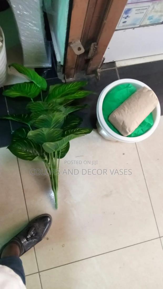 Zebra Plant With Vase and Pebble Stones - main view