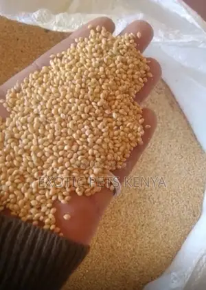 White Millet/Foxtail Millet