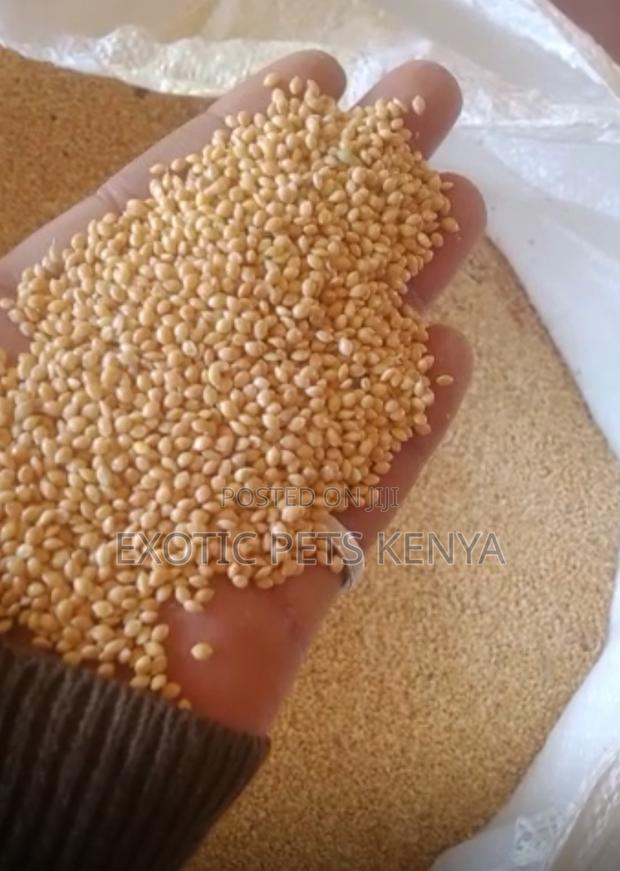 White Millet/Foxtail Millet