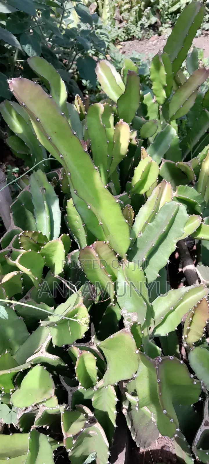 Dragon Fruits Seedling