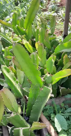 Dragon Fruits Seedling