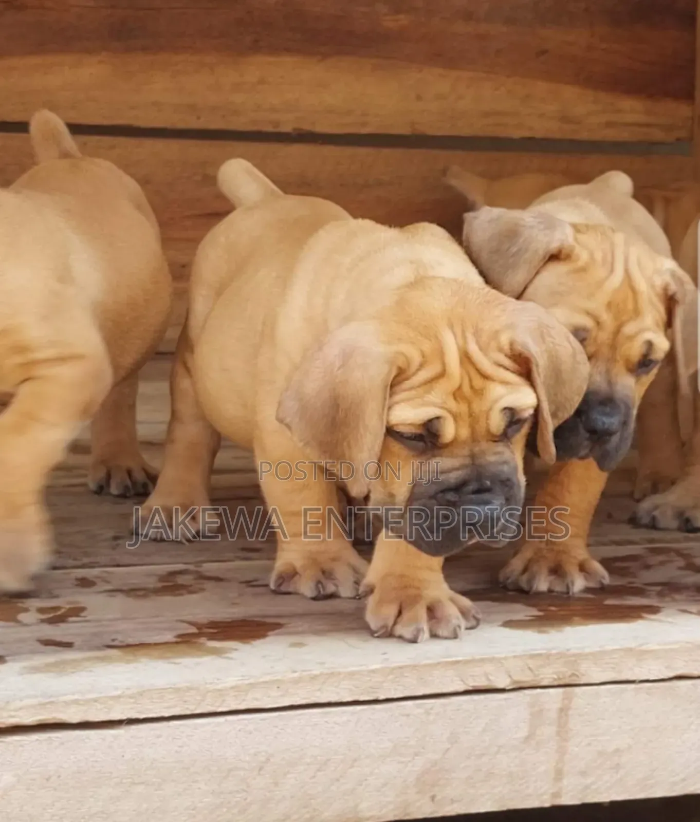 1-3 months Male Purebred Boerboel