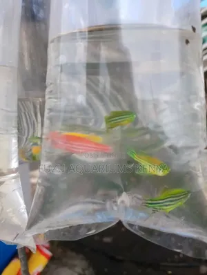 Glo Danios Fish