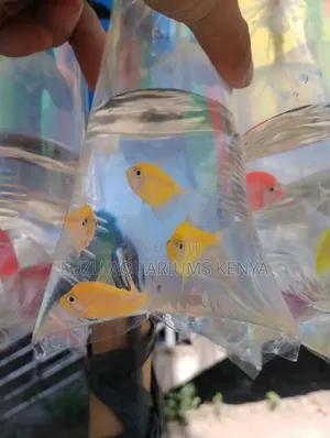 Glo Tetras