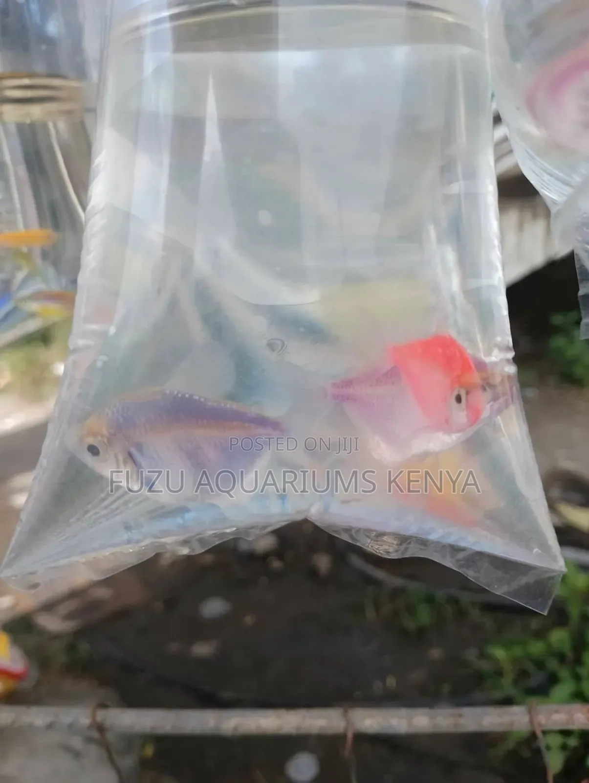 Tetra Fish Glowing