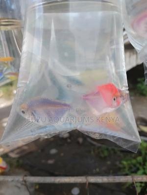 Tetra Fish Glowing - thumbnail 2