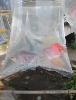 Tetra Fish Glowing