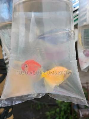 Glo Tetras Different Colours - thumbnail 2
