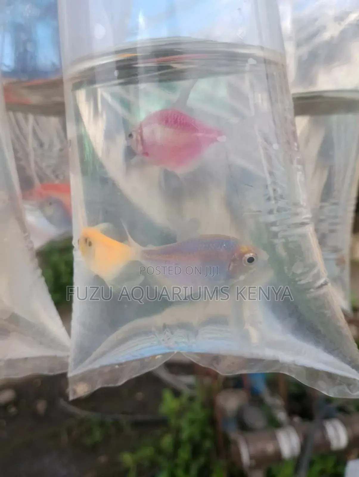 Luminous Tetras