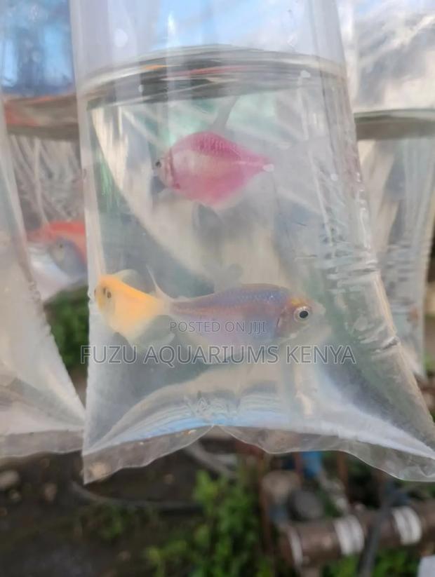 Luminous Tetras