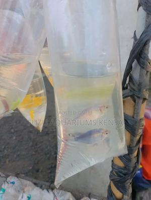 Luminous Blue Tetras - thumbnail 2