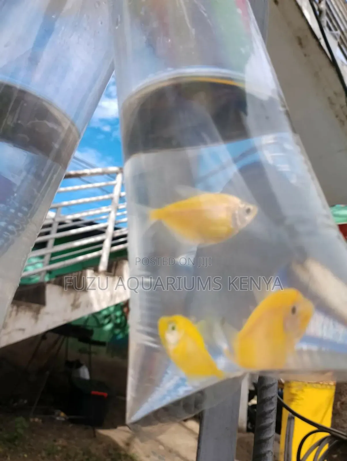 Luminous Fish - Tetras