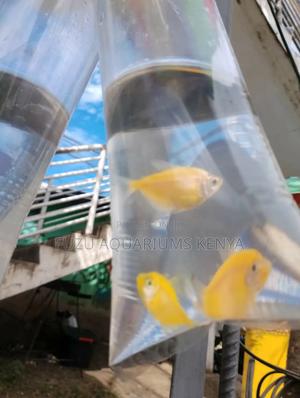 Luminous Fish - Tetras - thumbnail 2
