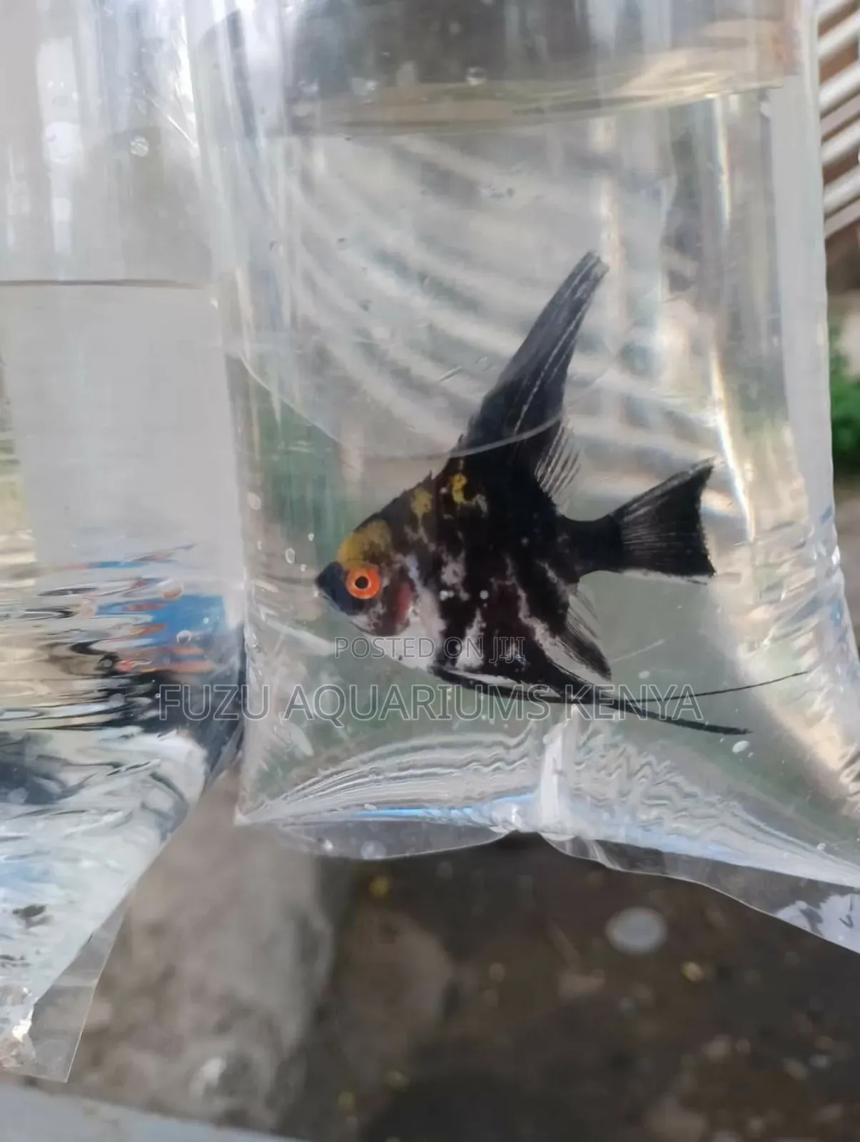 Angel Fish (M)