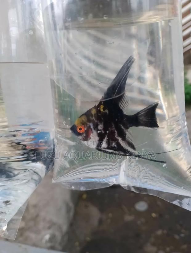 Angel Fish (M)