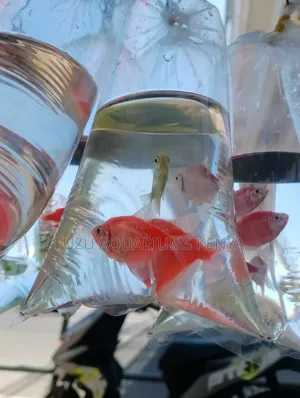 White Skirt Tetras