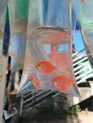 Pink Glo Tetra Fish - thumbnail 2