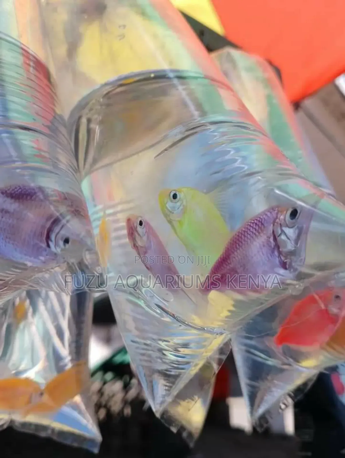 Glowlight Tetra Fish - Different Colours