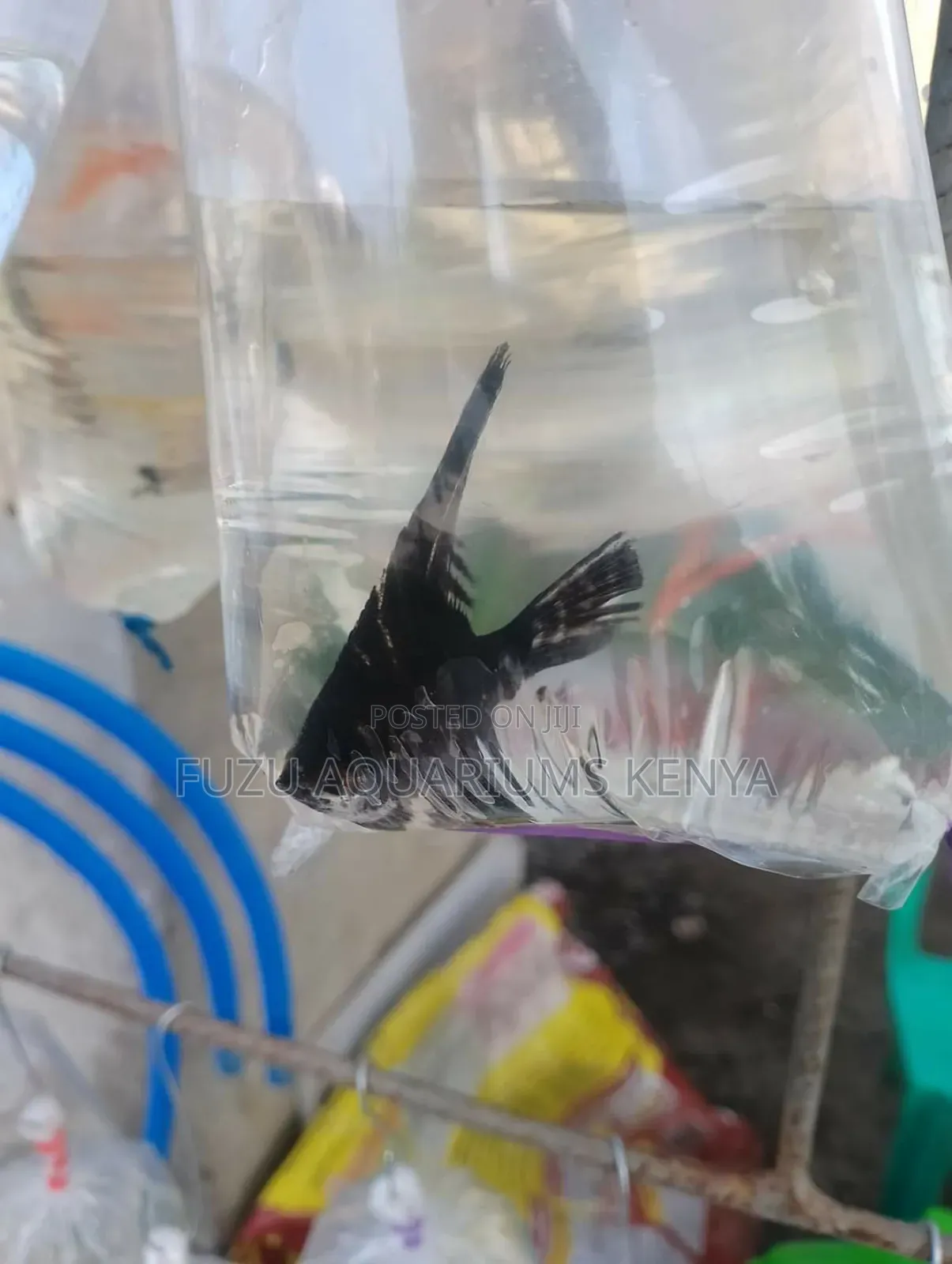 Black Angel Fish