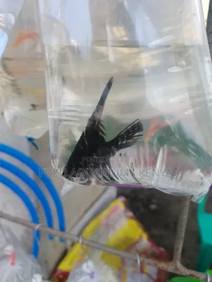 Black Angel Fish
