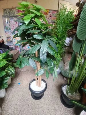 Mango Plant With Vase and Pebble Stones