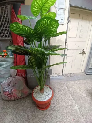 1.6m Long Stripped Plant With Vase Ksh 7500